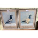 Anthony Bolton: a pair of tinted photographs of racing pigeons "Fortune" and "Western Prince" with