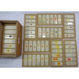 A box of 1920's biological microscope slides