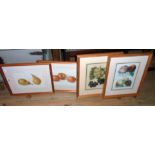 A pair of framed Amateur Gardening fruit study prints - sold with two other fruit study prints