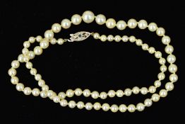 A MID TO LATE 20TH CENTURY AKOYA CULTURED PEARL NECKLACE, graduating akoya cultured pearls measuring