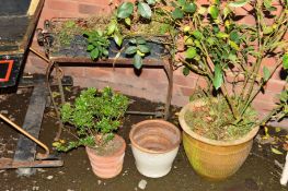 A WROUGHT IRON PLANTER STAND with contents together with a glazed planter and two terracotta (4)