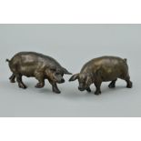 SUE MACLAURIN, two bronze pig sculptures, one with it's head to the right, one with it's head to the