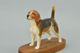 A BESWICK BEAGLE, 'Wendover Billy' No1933B