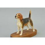 A BESWICK BEAGLE, 'Wendover Billy' No1933B