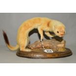TAXIDERMY, a mounted Stoat, with paper label reverse Ian Fraser Taxidermist Oakham, approximate