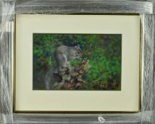 JOEL KIRK 'WESTEN GREY SQUIRREL IV', a pastel study of a squirrel, signed bottom right, mounted,