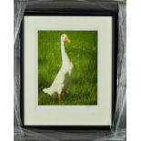 PAUL JAMES 'DOTTY', a limited edition print of a goose, 40/95, signed and titled in pencil, with