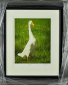 PAUL JAMES 'DOTTY', a limited edition print of a goose, 40/95, signed and titled in pencil, with