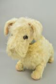 A CHILTERN TOYS TERRIER, white plush with blue leather collar (worn), missing plastic nose, some
