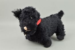 AN EDUARD CRAMER TERRIER, black plush with red leather collar, glass eyes, vertical stitched nose,