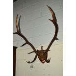 A PAIR OF LATE 19TH CENTURY STAG ANTLERS on a pitch pine plinth, marked W GLENQUOICH, 1886