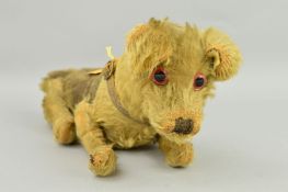 AN EARLY SOFT TOY DOG, golden plush, glass eyes, vertically stitched nose, shaved muzzle, jointed