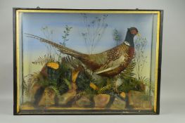 TAXIDERMY, a late Victorian glazed case containing a Cock Pheasant within a naturalistic setting,