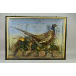 TAXIDERMY, a late Victorian glazed case containing a Cock Pheasant within a naturalistic setting,