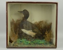 TAXIDERMY, a late Victorian glazed case containing a small duck standing within a naturalistic