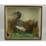 TAXIDERMY, a late Victorian glazed case containing a small duck standing within a naturalistic