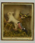 TAXIDERMY, a late Victorian case containing a red Squirrel (faded), a Goldfinch and a Bullfinch