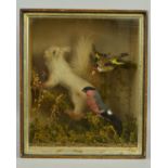 TAXIDERMY, a late Victorian case containing a red Squirrel (faded), a Goldfinch and a Bullfinch