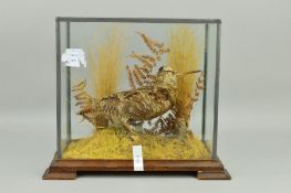TAXIDERMY, a 20th Century glazed case containing a woodcock within a naturalistic setting, wooden