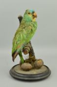 TAXIDERMY, a late Victorian green Parakeet with blue crown, posed on a branch, on a circular