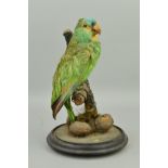 TAXIDERMY, a late Victorian green Parakeet with blue crown, posed on a branch, on a circular