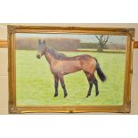 'BIRMINGHAM'S GLORY', an oil on canvas of a race horse, initialled M.C. Dated 1988, framed,