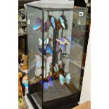 ENTOMOLOGY, a collection of fourteen various morpho butterflies, in an arrangement under a square