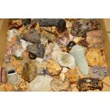 A TRAY OF FOSSILS, SHELLS ETC