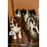 A BESWICK COCKER SPANIEL, 'Horseshoe Primula' No.967 (liver and white), a Beswick Springer