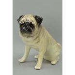 A WINSTANLEY FIGURE OF A SEATED PUG, height approximately 29cm