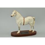 A BESWICK WELSH MOUNTAIN STALLION, 'Gredington Simwnt' No2541A, from Connoisseur Horses series