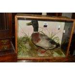 TAXIDERMY, a pine case containing a Duck, width 53cm x depth 19cm x height 40.5cm