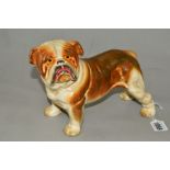 A CAST IRON PAINTED MODEL OF A BULLDOG, height 15cm