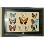 A COLLECTION OF BUTTERFLIES AND MOTHS WITHIN A GLAZED DISPLAY CASE, to include 'Morpho Didius',