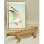 TAXIDERMY, A CASED BLACK HEADED GULL, mounted as if in flight, five glazed panels, height 66cm x