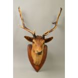 TAXIDERMY, A RED DEER STAG'S HEAD, mounted on an oak shield, overall height 82cm (condition: tips of