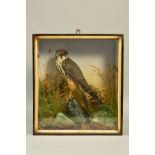 TAXIDERMY, A CASED HOBBY MOUNTED IN NATURALISTIC SETTING, bears paper label for 'Hutchinson,