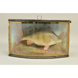TAXIDERMY, A STUDY OF A PERCH IN A NATURALISTIC SETTING, in a bow fronted case with gilt surround