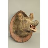TAXIDERMY, A LATE 19TH/EARLY 20TH CENTURY BOAR'S HEAD MOUNTED ON AN OAK PLAQUE, overall height
