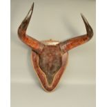 TAXIDERMY, A SET OF 20TH CENTURY COW HORNS AND SECTION OF HIDE, mounted on a stained wood plaque