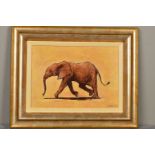 JONATHAN SANDERS (BRITISH CONTEMPORARY) 'ELEPHANT CALF', a study of a baby elephant, signed bottom