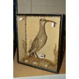 A TAXIDERMY STUDY OF A CURLEW, presented in a glazed wooden case, height approximately 38cm