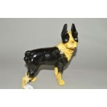 A CAST IRON SCULPTURE OF A FRENCH BULLDOG, painted black and white, approximate height 20cm