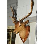 TAXIDERMY, A RED DEER STAG'S HEAD, mounted on an oak shield, overall height 82cm (condition: tips of