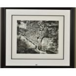 JOHN SWANNELL (BRITISH 1946) 'NAKED VINE', a limited edition print 10/295, a photographic