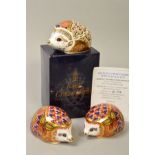 THREE ROYAL CROWN DERBY HEDGEHOG PAPERWEIGHTS, to include boxed 'Hawthorn' signature edition of 1500