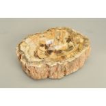 A CARVED PIECE OF PETRIFIED WOOD DESIGNED AS AN ASHTRAY, measuring approximately 17cm x 6cm