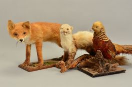 TAXIDERMY, a Fox Cub mounted standing on a rectangular oak plinth, overall length 67cm x height