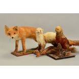 TAXIDERMY, a Fox Cub mounted standing on a rectangular oak plinth, overall length 67cm x height