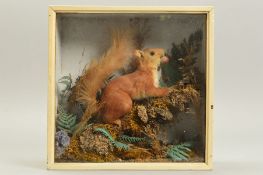 TAXIDERMY, an early 20th Century glazed case containing a red squirrel with an acorn in its mouth,